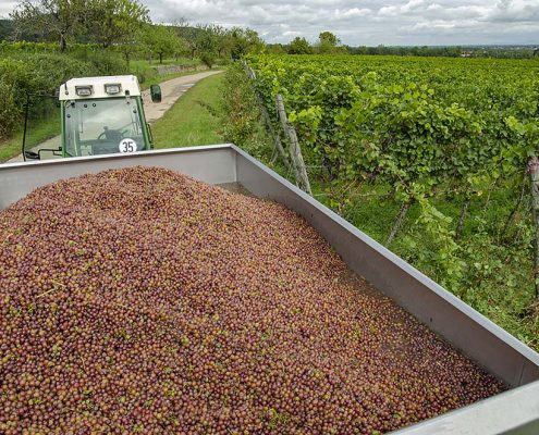 Gewürztraminer-Ernte 2019